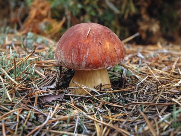 Bittere paddenstoelen zijn erg bitter