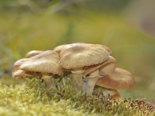 Eating mushrooms boosts immunity