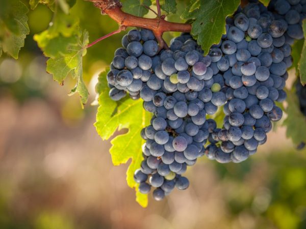 Growing grapes Marinovsky