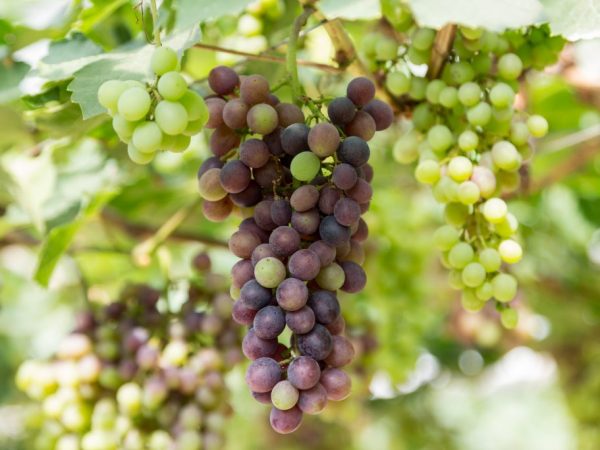 Temperature affects the ripening time of berries