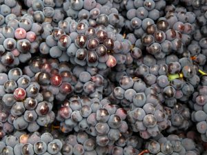 Features of Marshal Foch grapes