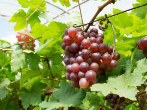 Beschrijving van druiven Minsk roze