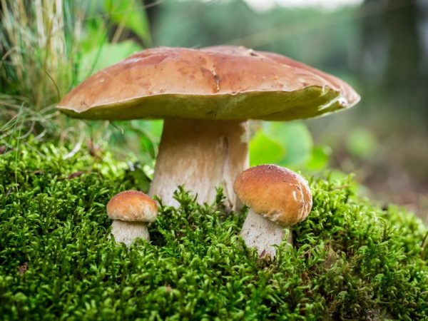 What is a flywheel mushroom