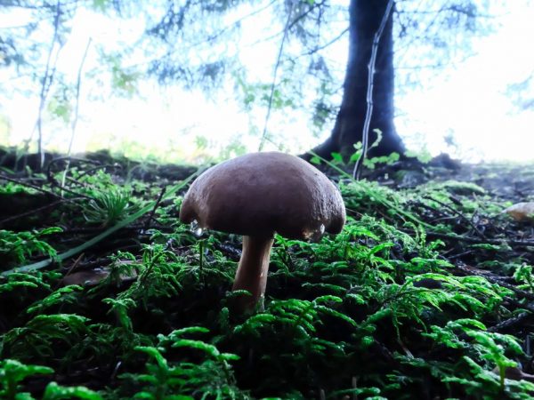 De paddenstoel groeit graag in mos
