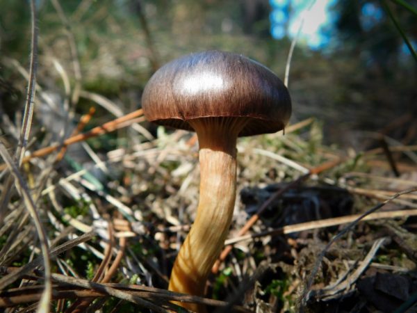 Beschrijving van de paddenstoel paars mos