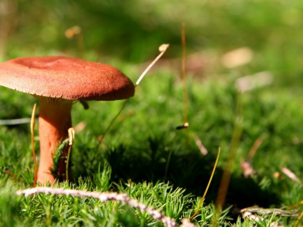 The mushroom has medicinal properties