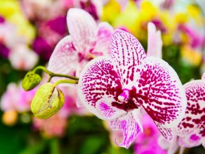 Förbereder och planterar en blommande orkidé