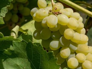 Kenmerken van de druivensoort Nastya