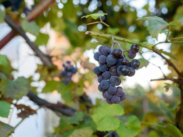 Growing grapes Neretinsky