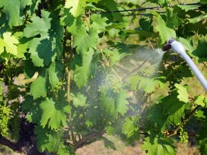 Treatment of grapes from diseases and pests