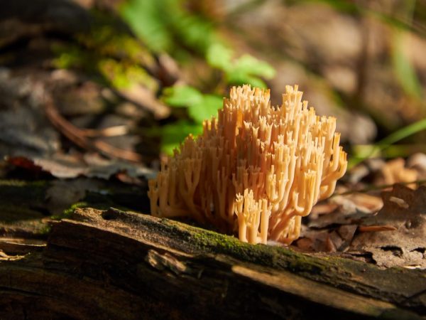 De paddenstoel wordt gebruikt voor medicinale doeleinden