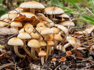 Charakteristika podzimní houby