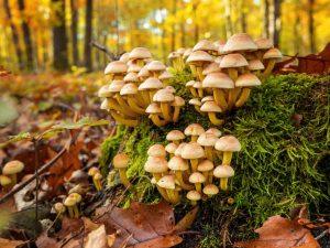 Podzimní houby
