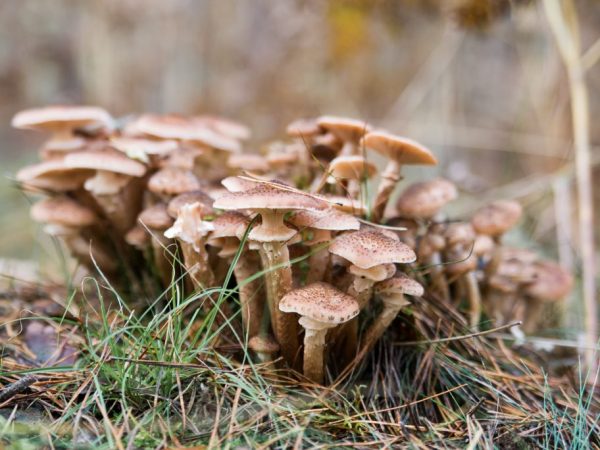 Honey mushrooms are very useful for the body