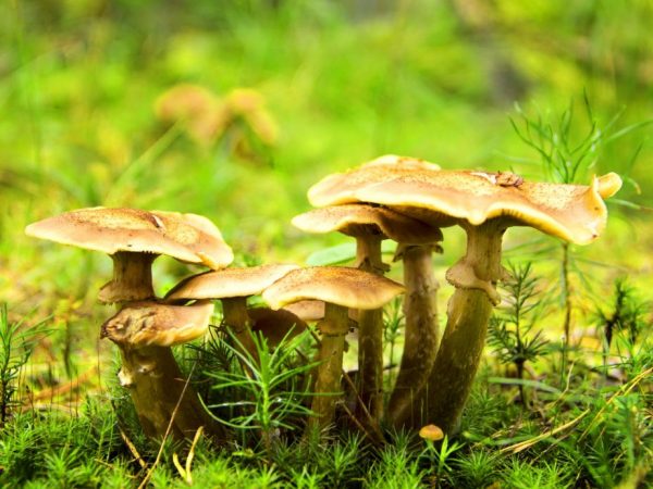 Collect only edible mushrooms