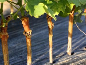 Features of autumn grafting