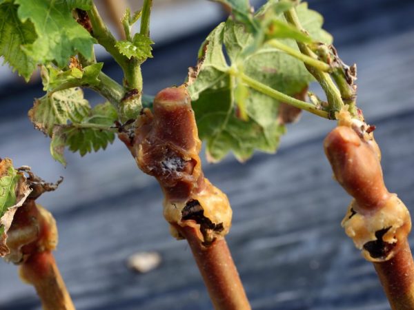 U kunt begin november druiven planten.