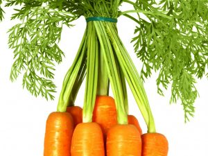 Eigenschaften des Wurzelsystems der Karotten