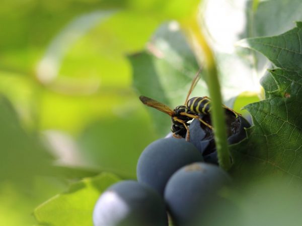 Control de avispas en uvas