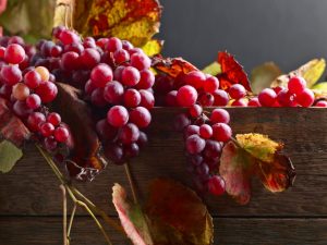 Variedad de uva en memoria del maestro