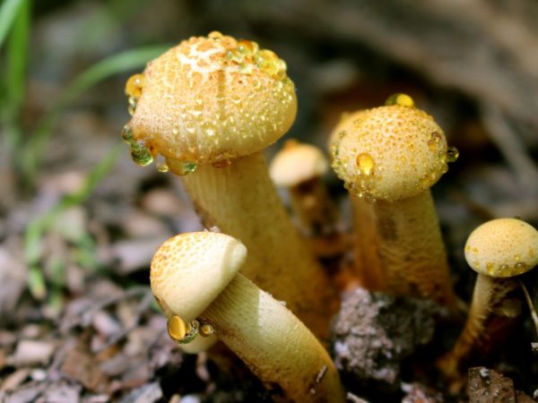 Description of the mushroom spiderweb yellow