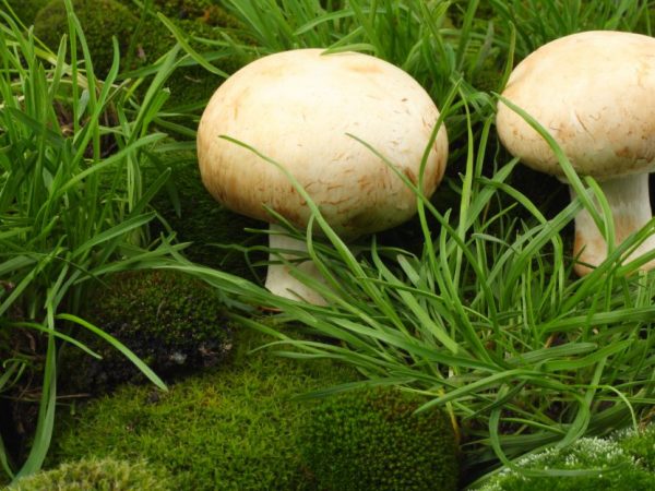Eat Mushroom With Care