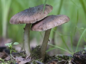 Champignon champignon et ses variétés