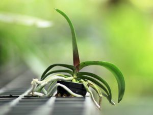 Varför torkar orkidéns rötter