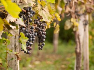 A szőlő megtermékenyítése ősszel