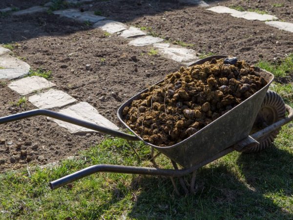 Organická hnojiva by měla být používána s opatrností