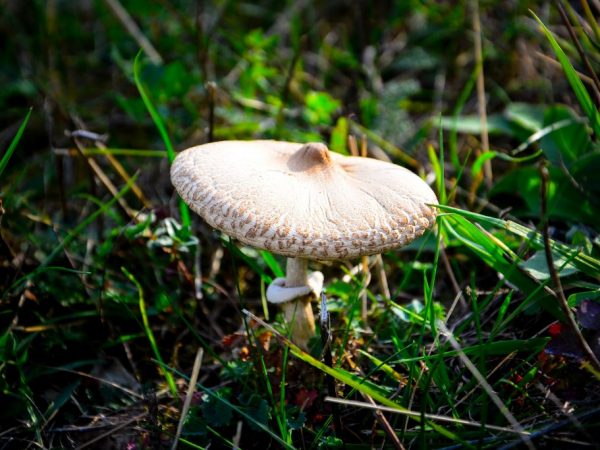 Jedovaté houby mohou způsobit těžkou otravu
