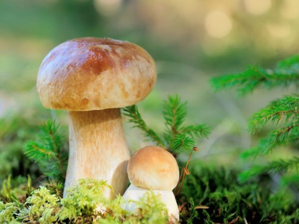 Hledejte houby v severní části lesa