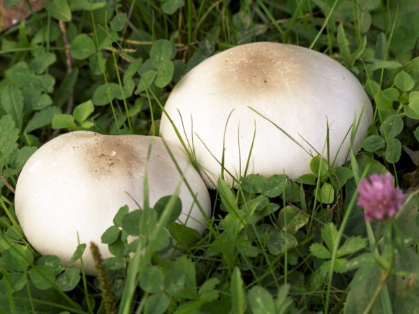 Bestudeer de beschrijving van de paddenstoel zorgvuldig