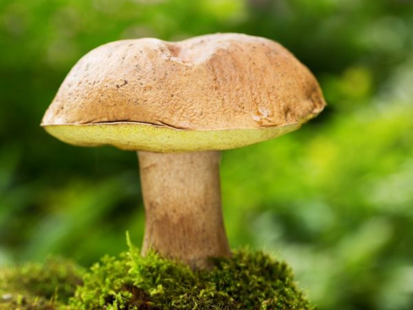 Description of semi-white mushroom