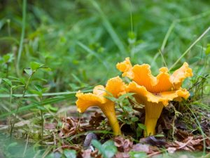 Beneficiile și daunele ciupercilor galbenele