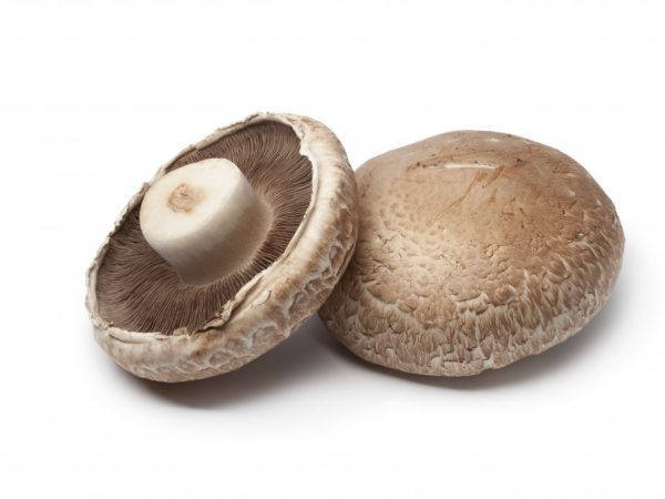 Vlastnosti houby Portobello
