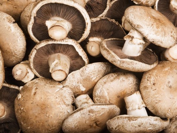 Mushrooms are valued for the presence of nutrients