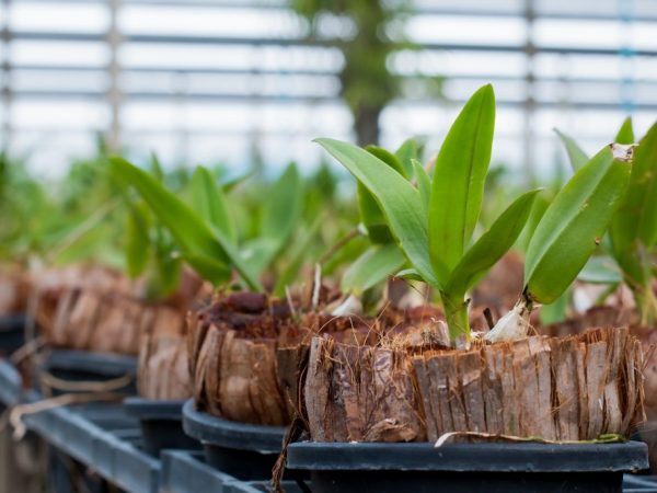 La reproducción de la orquídea Phalaenopsis puede ocurrir dividiendo la planta madre.