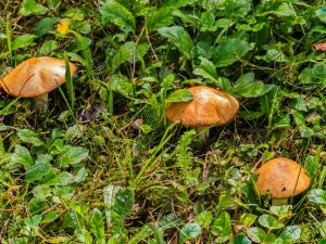 Soorten paddenstoelen uit de regio Rostov