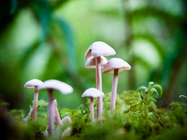 Hay muchos hongos venenosos en los bosques.