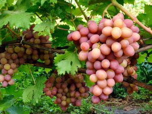 Variedades de uva rosada