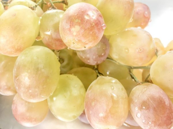 Grape variety Russian early