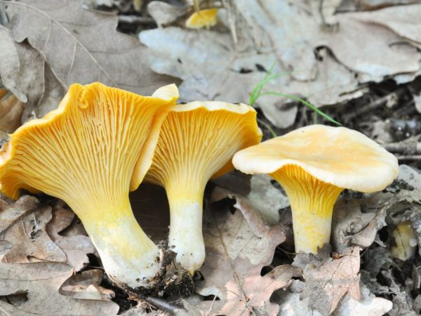 Lesy okresu Shilovsky jsou bohaté na houby