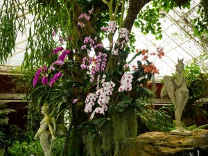 Especies de orquídeas inusuales y raras