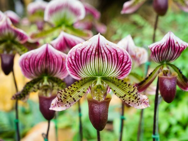Papucul lui Rothschild este cel mai scump soi de orhidee din lume