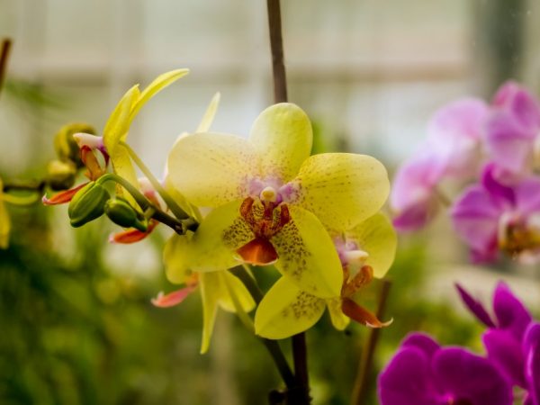 Hawaiian swamp orchid tillhör den endemiska familjen