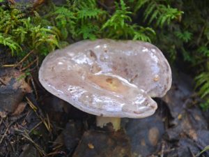 Popis houby serushka
