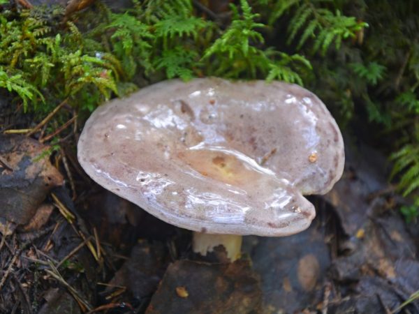 Description of the mushroom serushka