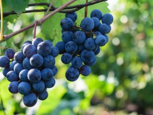 Growing grapes Northern Shoulder