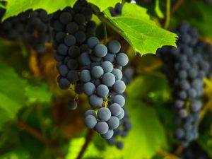 Features of the Miner grape